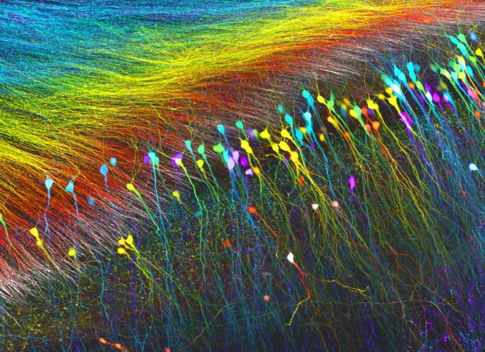 hippocampal-neurons